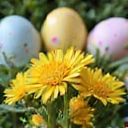 Easter eggs and spring flowers